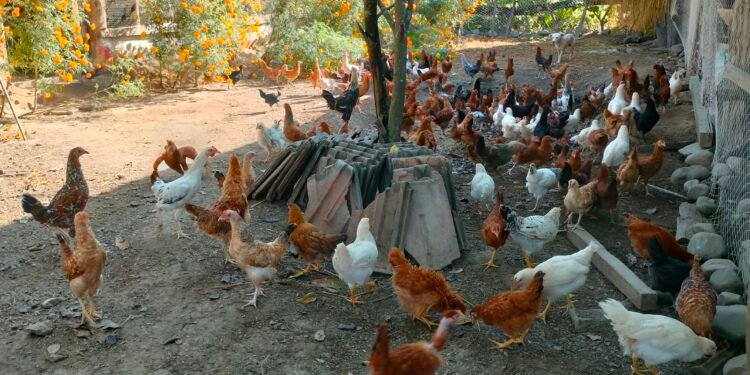 शुक्लाफाँटाका कुखुरा फार्ममा ‘फाउल पोक्स’को सङ्क्रमण