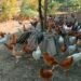 शुक्लाफाँटाका कुखुरा फार्ममा ‘फाउल पोक्स’को सङ्क्रमण