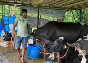 पसिनाका गन्धमा सफलता खोज्ने तिवारी
