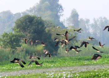 गुल्मीमा ३५५ प्रजातिका चरा