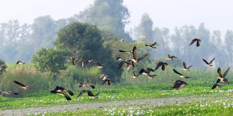 गुल्मीमा ३५५ प्रजातिका चरा