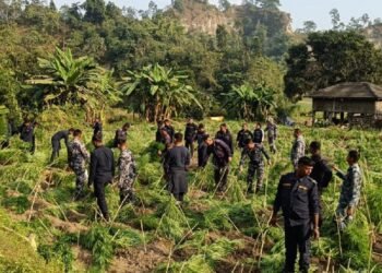 तीस बिघामा लगाएको गाँजा फडानी
