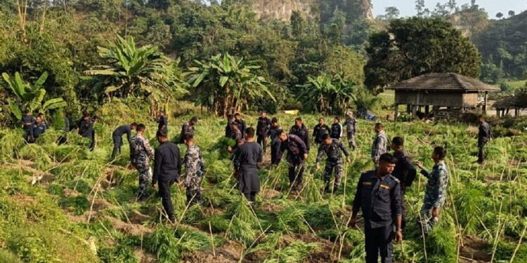 तीस बिघामा लगाएको गाँजा फडानी