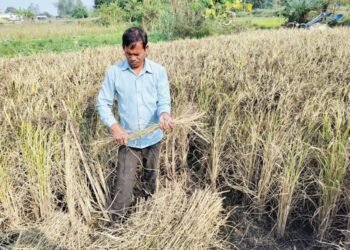 धानको रैथाने जात संरक्षण गर्दै बाँकेका गङ्गानारायण