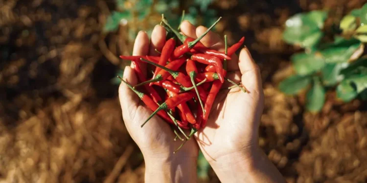 रातो खुर्सानीको नियमित सेवनले दीर्घरोगको जोखिम घटाउँछ