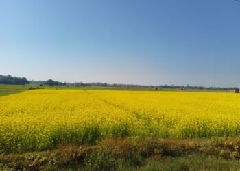 बाँकेमा तेलहन बाली उत्पादन घट्दो क्रममा