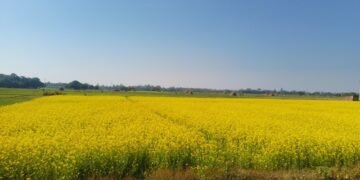बाँकेमा तेलहन बाली उत्पादन घट्दो क्रममा