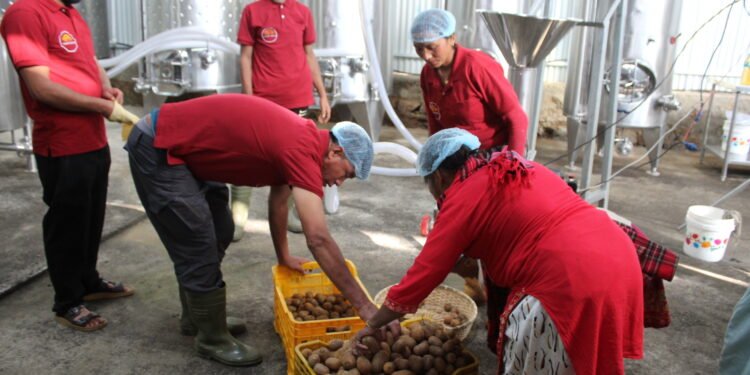 गाउँमै उद्योग थापना भएपछि किबी उत्पादन गर्ने किसानलाई राहत