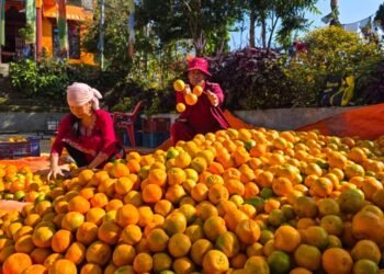 बन्दीपुरका किसान सुन्तलाखेतीप्रति आकर्षित, १० लाख कमाउन बाहिर जान नपर्ने