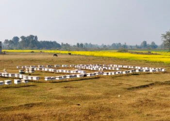 महबाटै करोडको कारोबार गर्नुहुन्छ विनोद हमाल