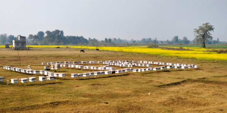 महबाटै करोडको कारोबार गर्नुहुन्छ विनोद हमाल