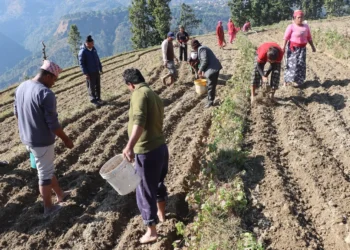 जलजला आलुको बीउमा आत्मनिर्भर