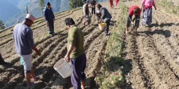 जलजला आलुको बीउमा आत्मनिर्भर