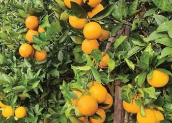 जुनार चिनाउँदै व्यवस्थित कृषि सडकको मागसहित ‘जुनार महोत्सव’