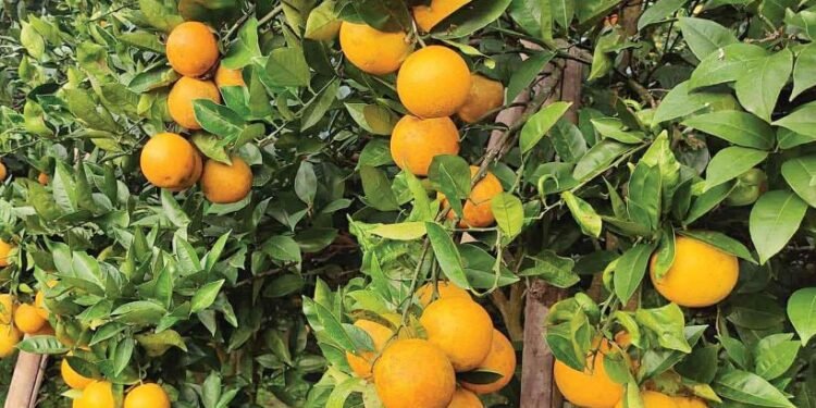 जुनार चिनाउँदै व्यवस्थित कृषि सडकको मागसहित ‘जुनार महोत्सव’