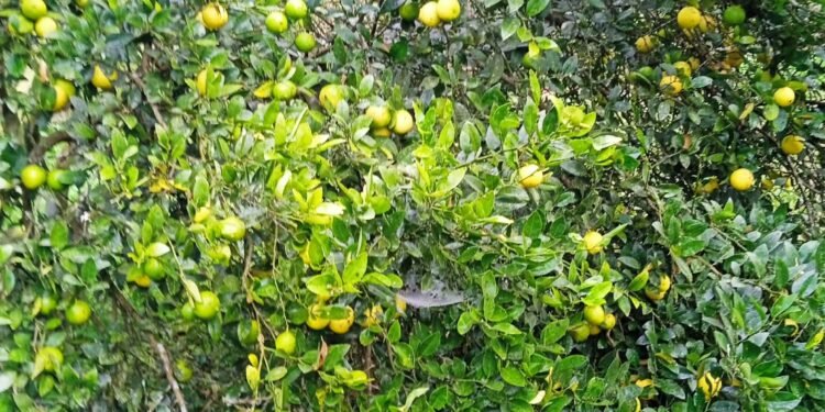 कागती बिक्री नभएपछि रस र चुक बनाइँदै