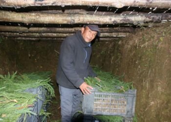 प्राकृतिक शीतभण्डारमा किबी