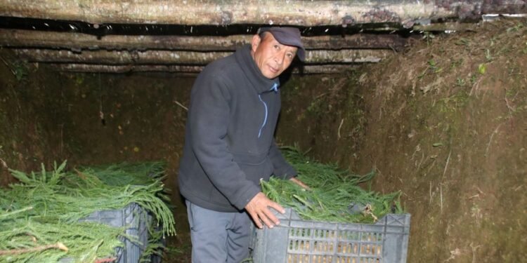 प्राकृतिक शीतभण्डारमा किबी