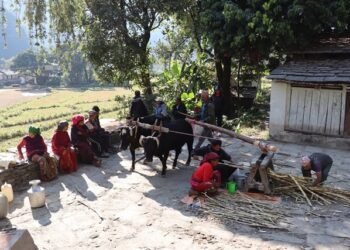 निरन्तर चल्दै छ कोलमा उखु पेल्ने चलन