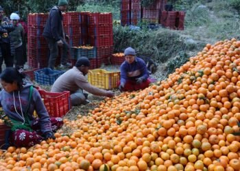 म्याग्दीमा सुन्तला उत्पादनको क्षेत्रफल र मूल्य बढ्यो, उत्पादकत्व घट्यो