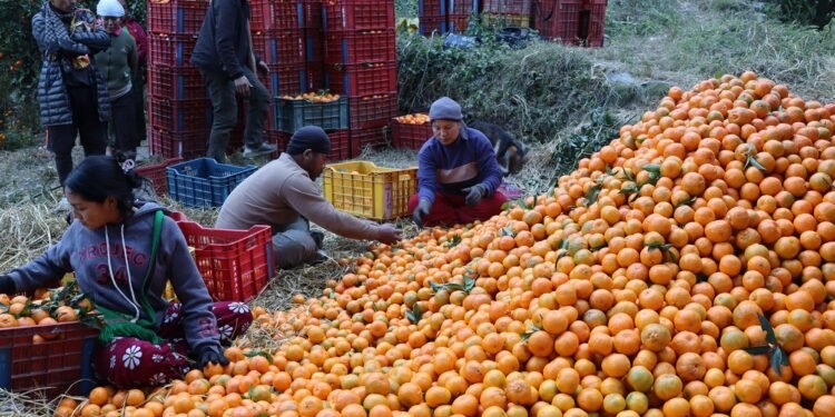म्याग्दीमा सुन्तला उत्पादनको क्षेत्रफल र मूल्य बढ्यो, उत्पादकत्व घट्यो