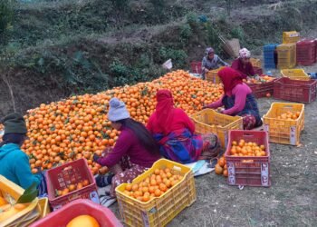 मुग्लिनमा आजदेखि सुन्तला महोत्सव