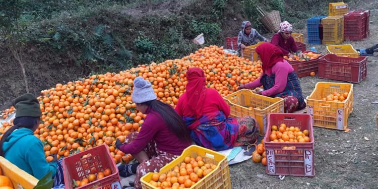 मुग्लिनमा आजदेखि सुन्तला महोत्सव