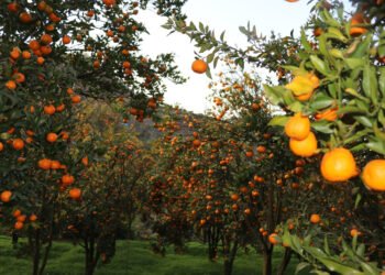 सुन्तला टिप्ने काम खोज्दै धादिङका युवा म्याग्दीमा