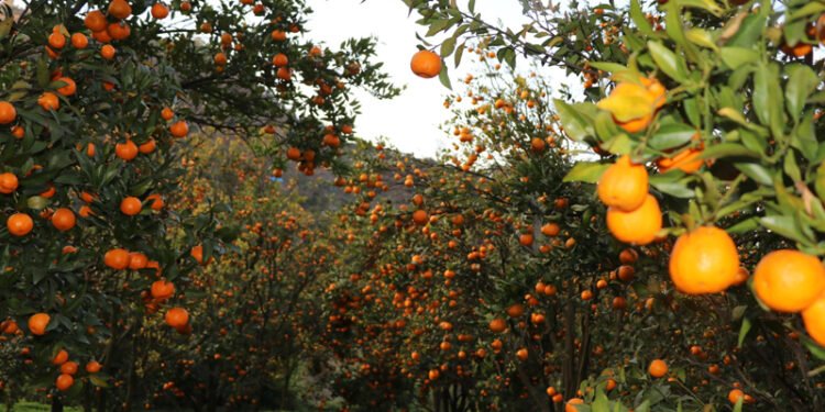 सुन्तला टिप्ने काम खोज्दै धादिङका युवा म्याग्दीमा