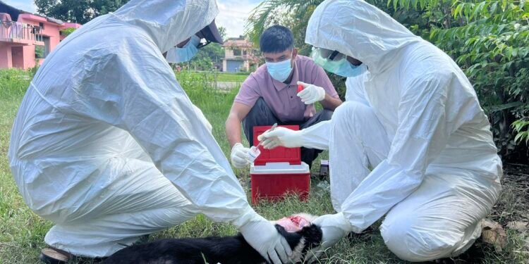 सुदूरपश्चिममा रेबिज सङ्क्रमणको चुनौती बढ्दो