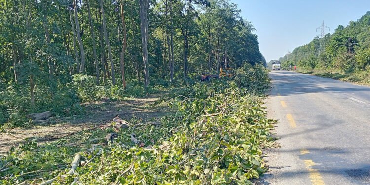 पूर्व–पश्चिम राजमार्ग विस्तार गर्न ६ हजार रुख काटिने