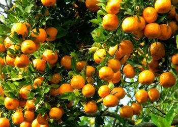 एउटै गाउँबाट दुई करोडभन्दा बढीको सुन्तला बिक्री