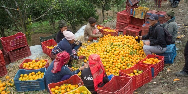 ‘कृषकलाई मौसमले ठग्दो रहेछ’