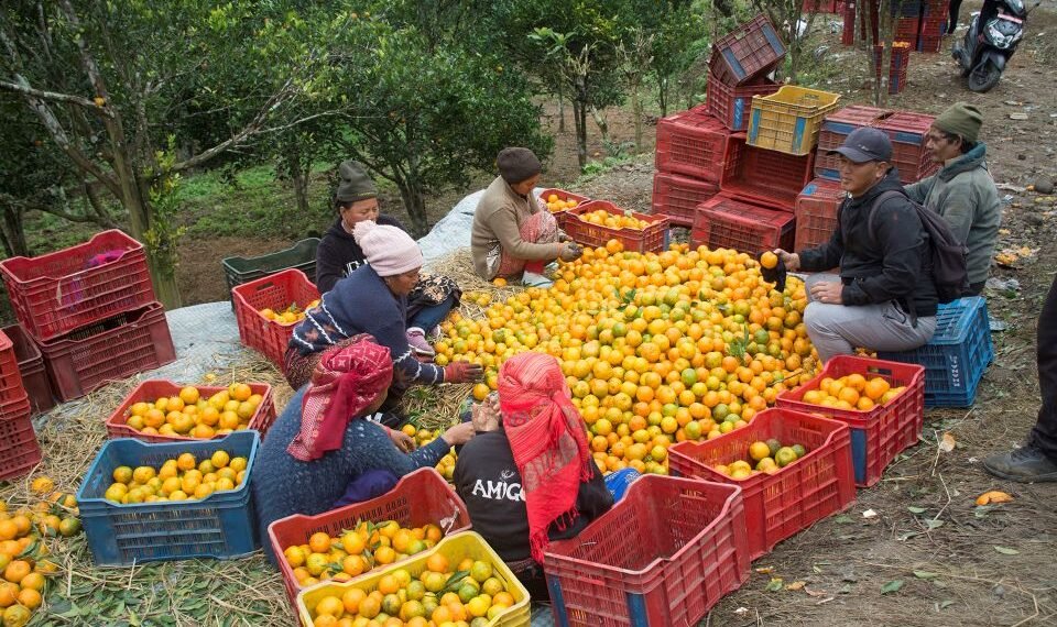 ‘कृषकलाई मौसमले ठग्दो रहेछ’