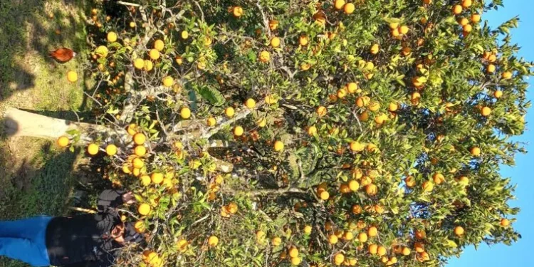 गोलन्जोरका जुनार–सुन्तला बगैँचामा पैसाको बिटो !