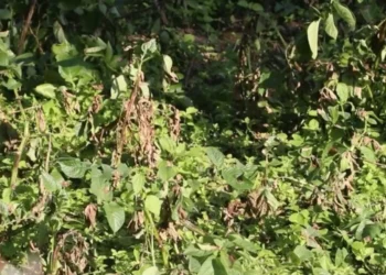 भोजपुरमा हिउँदे आलुमा डढुवाको सङ्क्रमण