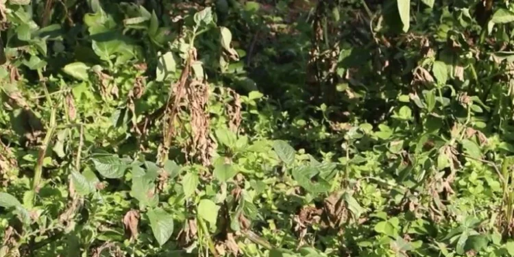 भोजपुरमा हिउँदे आलुमा डढुवाको सङ्क्रमण