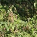 भोजपुरमा हिउँदे आलुमा डढुवाको सङ्क्रमण