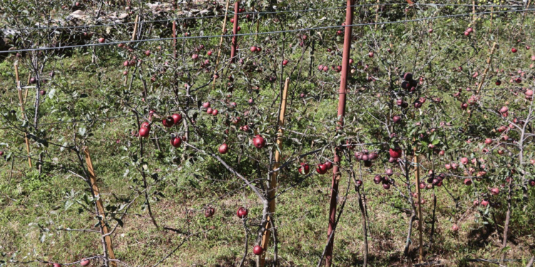 मुस्ताङको घमीमा सामूहिक स्याउखेती