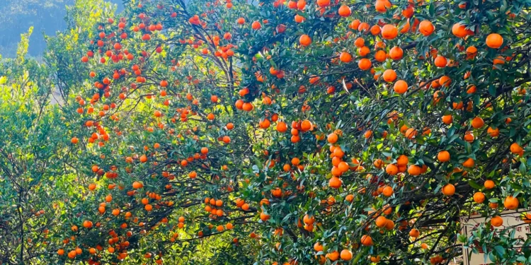 बागलुङका किसानका व्यथा : सुन्तला सस्तोमा बेच्न बाध्य