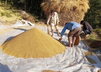 अनियमित मौसमको असरः यस वर्ष धान उत्पादन घट्यो