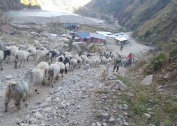 उधौली लागेसँगै भेँडाबाख्रा लिएर उधो झरे गोठाला