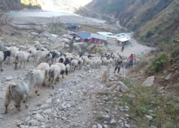 उधौली लागेसँगै भेँडाबाख्रा लिएर उधो झरे गोठाला