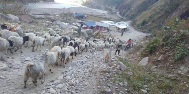 उधौली लागेसँगै भेँडाबाख्रा लिएर उधो झरे गोठाला