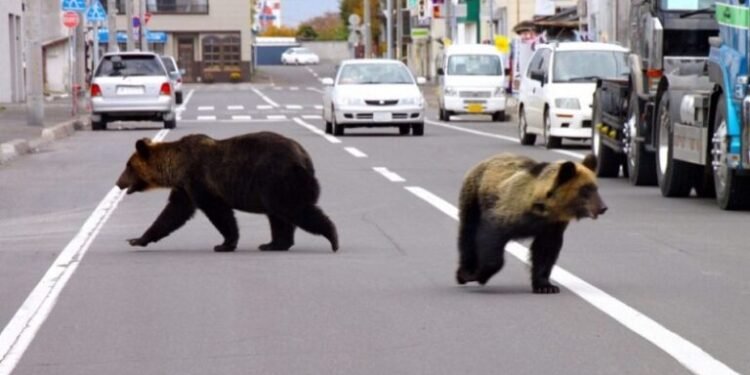 जापानमा भालु आक्रमण तिव्र