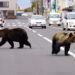 जापानमा भालु आक्रमण तिव्र