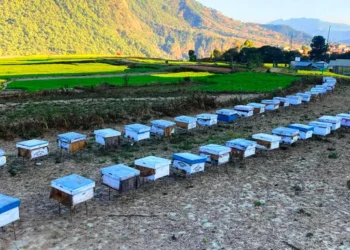 अवकाशपछिको जाँगरः मौरीपालनबाट मनग्य आम्दानी गर्दै घनश्याम