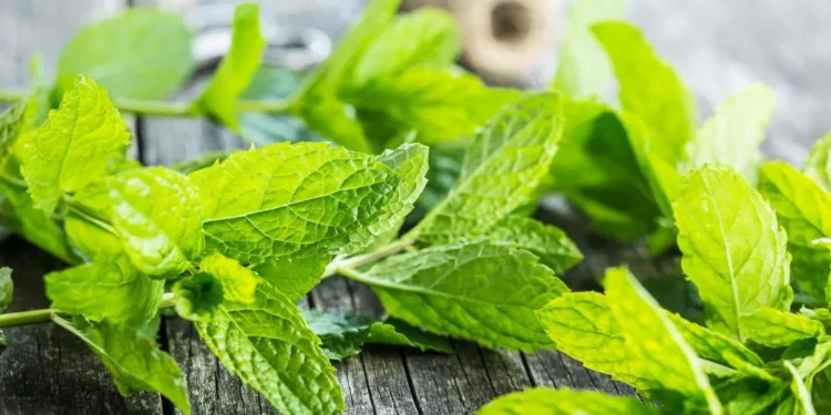 बहुउपयोगी पुदिनाका यति धेरै फाइदा