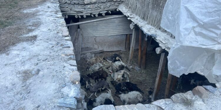 मुस्ताङमा हिउँ चितुवाको आक्रमणले १९ वटा भेडा–च्याङ्ग्रा मारिए