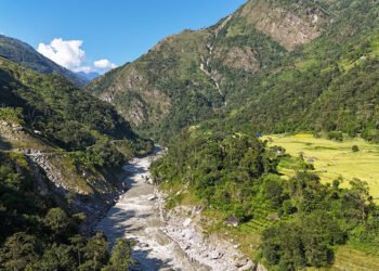 माथिल्लो अरुण आयोजनाका लागि दुई हजार बढी रुख काटियो